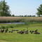 Geese and Goslings at Hancocks Bridge