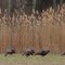 Wild Turkeys on Maskells Mill Road