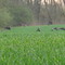 Wild Turkeys on Farm Field