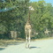 Wildlife Safari - Giraffe