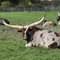 Winston Wildlife Safari , Watusi cattle