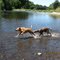 dogs on the south Umpqua river