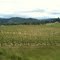 Abacela Vineyard, Winston OR