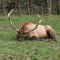 resting bull Elk