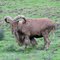 Barbary Sheep