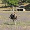 Emu