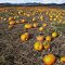 Kruse Farms pumpkin patch
