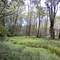 Jeffs Swamp