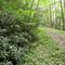 Rhododendrons on Stony Valley Rail Trail