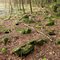 Evening Branch Swamp Rock Field