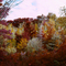 Infra-Red fall foliage