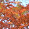 Cypress tree leaves Fall 2008, LJB  NHP