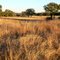 Savanna, LCRA Nature Park