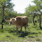Texas Longhorn
