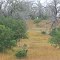 Oak forest killed by extreme drought 2010