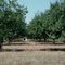 Orchard, New Hope Road
