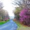 Masters Drive Redbuds