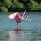 Spoonbill searching for breakfest