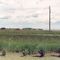 fields south of Piney, MB 1990