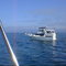 Trolling in the Channel Islands