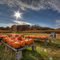 Pumpkins at Schartner farm at Exeter, RI.