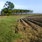 Walnut Hill: Gobbler Road Fields