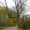 The Hanging Tree