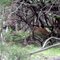 Canyon Lake Deer