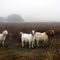 Hill Country Goats On A Misty January Day