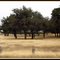 Golden Grasses At Canyon Lake's Potters Creek Campground