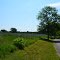 Field of blue on Gentry Rd.