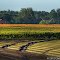 Tracks on Black Soil