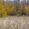 Contrast between new leaves of pines and withered cattails in late fall