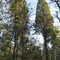 Cedar and Holly Trees on Batona Trail