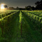 Old Field Vineyard - Southold - KevinLogan.com/Greenport