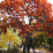 Autumn in New York