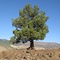 A lone tree along the Lake of Fire trail at the John Day Fossil Beds near Kimberly, Oregon