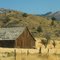 Old Barn in Foree Area, John Day Fossil Beds NM