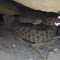 Rattle Snake