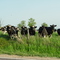 Dairy Cows