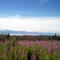 Kachemak Bay from Nature Center above Homer