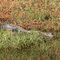 Alligator Sighting Gulf State Park Gulf Shores, AL Gulf Oak Ridge Walk Bike Paved Trail