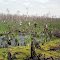 Gulf State Park -- Wetlands Hike
