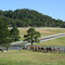 Cattle Ranch