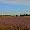 Phacelia field