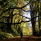 FortWardPathinAutumn