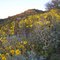 Az wildflowers 2004