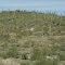 Cactus League