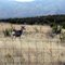 Captive doe north of Capitan Mtns.
