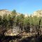 Burnt (2004) & re-growth forest
